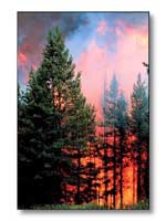 wild fire